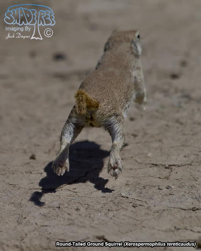 Round-Tailed Ground Squirrel - Xerospermophilus tereticaudus