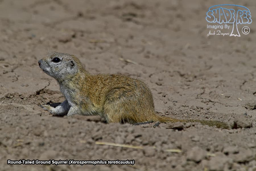 Round-Tailed Ground Squirrel - Xerospermophilus tereticaudus