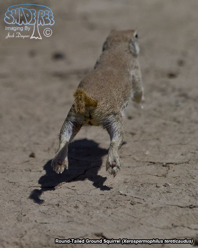 Round-Tailed Ground Squirrel - Xerospermophilus tereticaudus