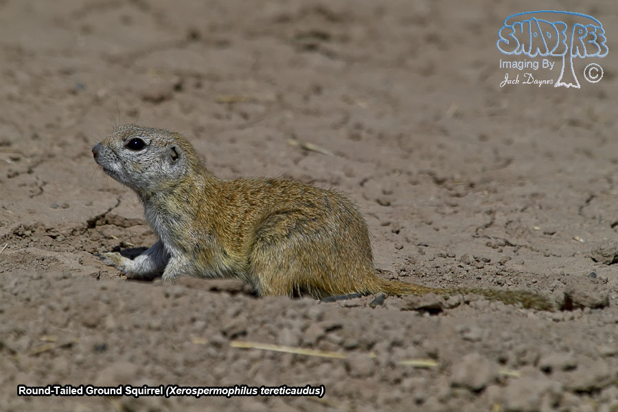 Round-Tailed Ground Squirrel - Xerospermophilus tereticaudus