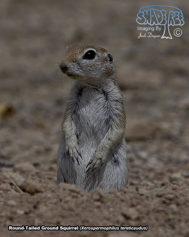 Round-Tailed Ground Squirrel - Xerospermophilus tereticaudus