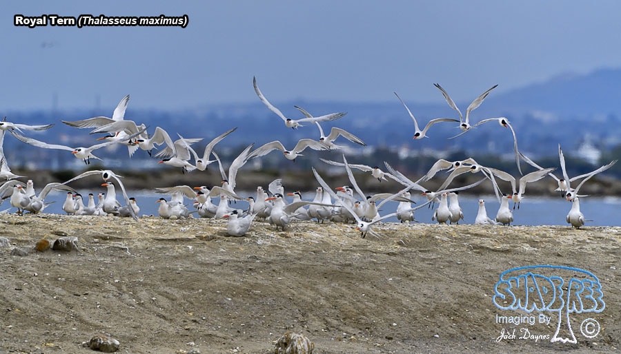 Royal Tern - Thalasseus maximus