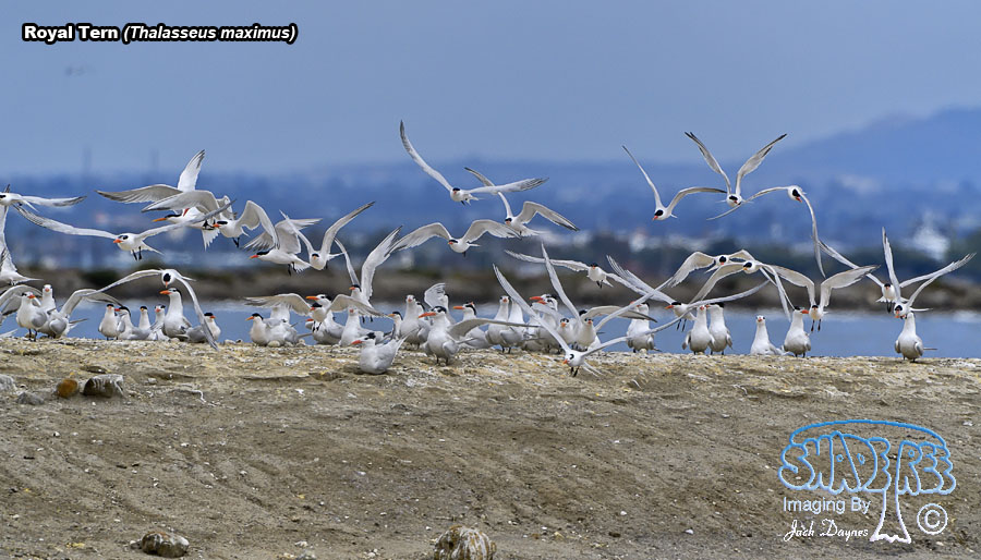 Royal Tern - Thalasseus maximus