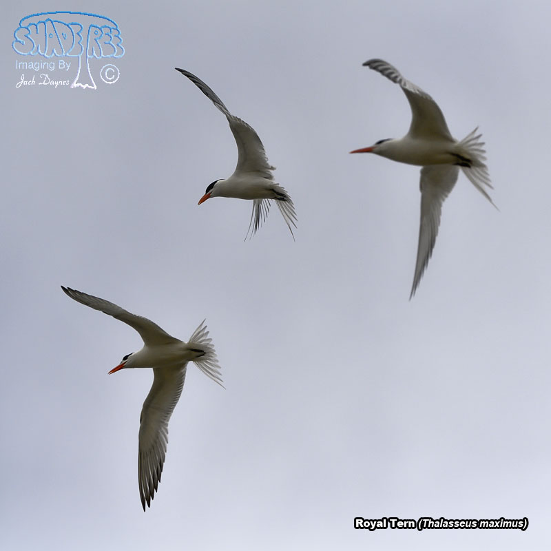Royal Tern - Thalasseus maximus