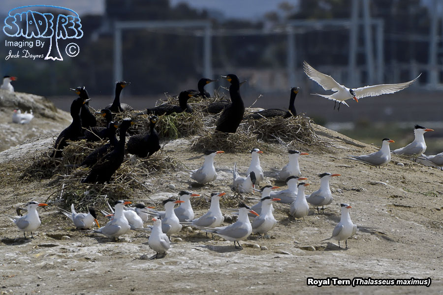 Royal Tern - Thalasseus maximus