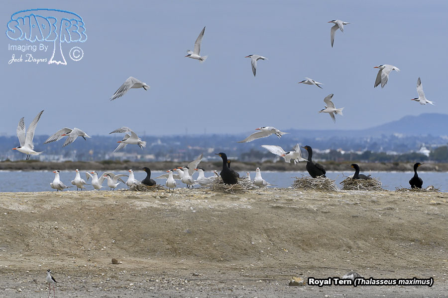 Royal Tern - Thalasseus maximus
