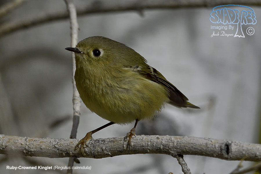 Ruby-Crowned Kinglet - Regulus calendula