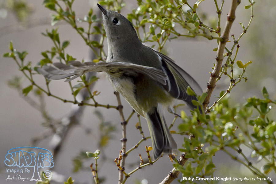 Ruby-Crowned Kinglet - Regulus calendula