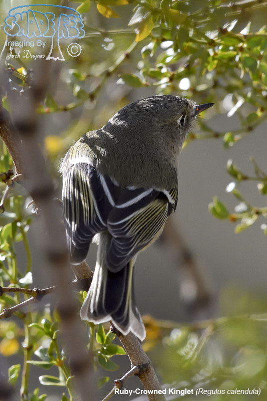 Ruby-Crowned Kinglet - Regulus calendula