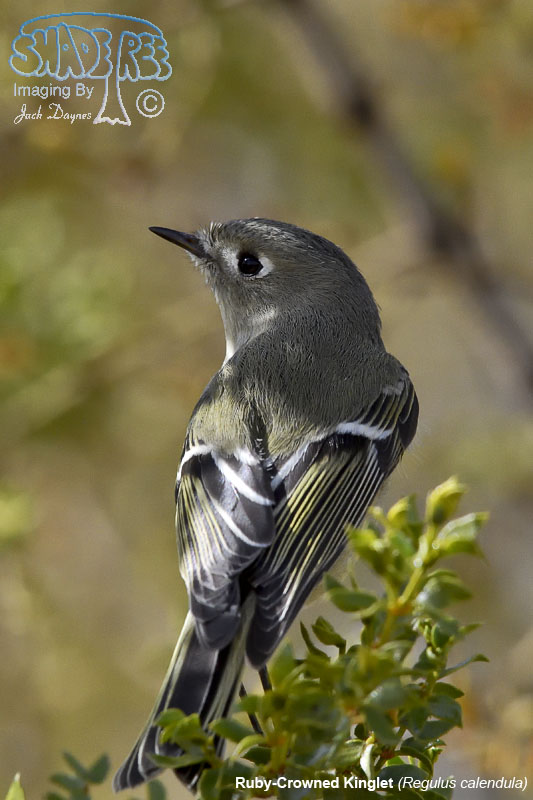 Ruby-Crowned Kinglet - Regulus calendula