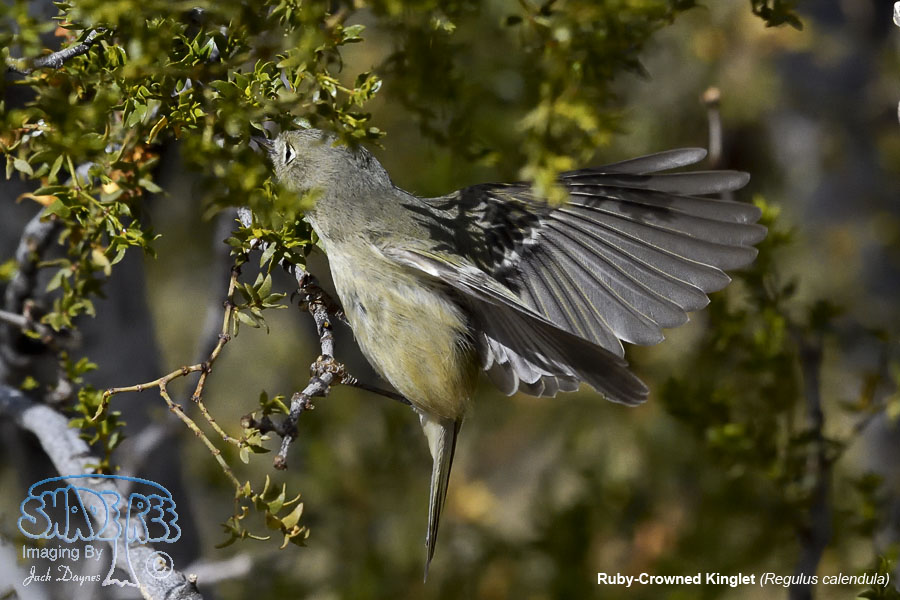 Ruby-Crowned Kinglet - Regulus calendula