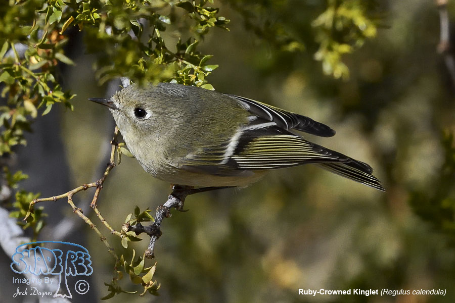 Ruby-Crowned Kinglet - Regulus calendula
