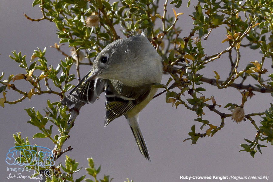 Ruby-Crowned Kinglet - Regulus calendula