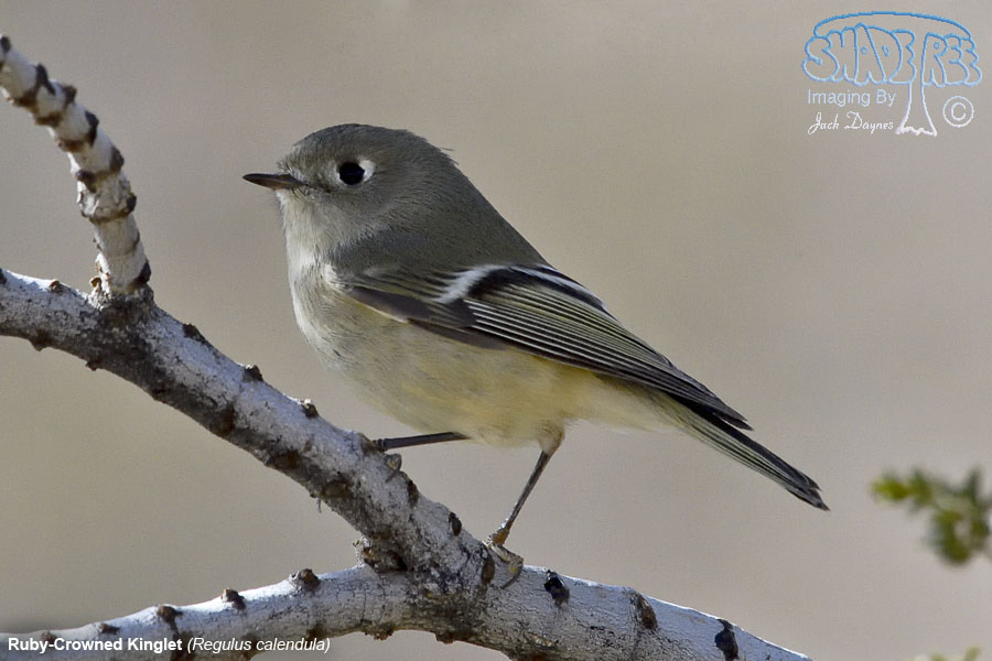 Ruby-Crowned Kinglet - Regulus calendula