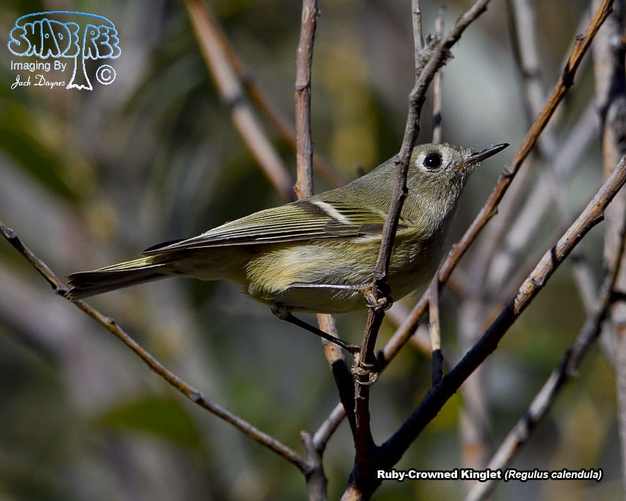 Ruby-Crowned Kinglet - Regulus calendula