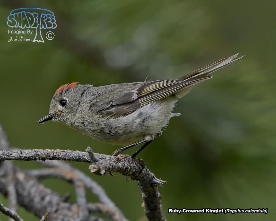 Ruby-Crowned Kinglet - Regulus calendula