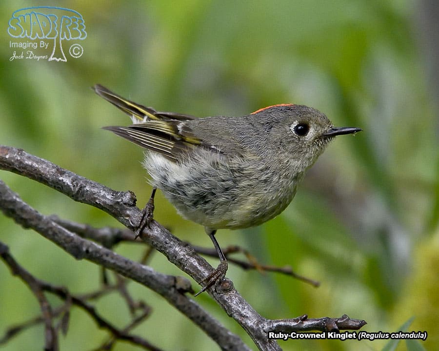 Ruby-Crowned Kinglet - Regulus calendula