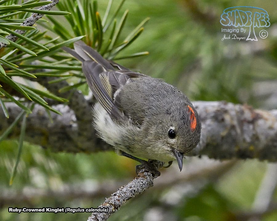 Ruby-Crowned Kinglet - Regulus calendula