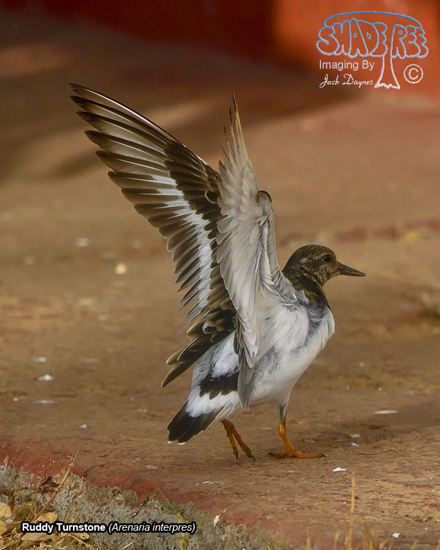 Ruddy Turnstone - Arenaria interpres