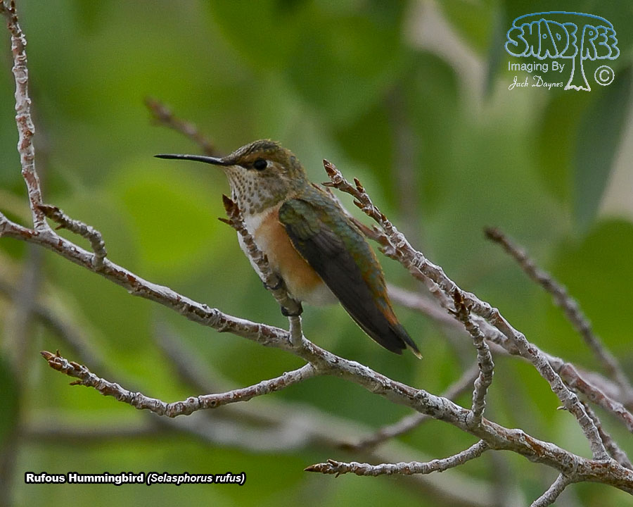 Rufous Hummingbird - Selasphorus rufus