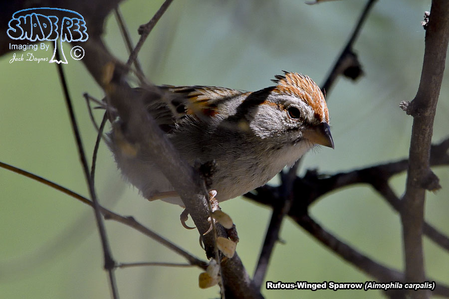 Rufous-Winged Sparrow - Aimophila carpalis
