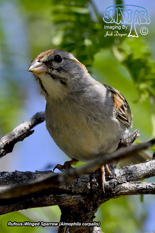 Rufous-Winged Sparrow - Aimophila carpalis
