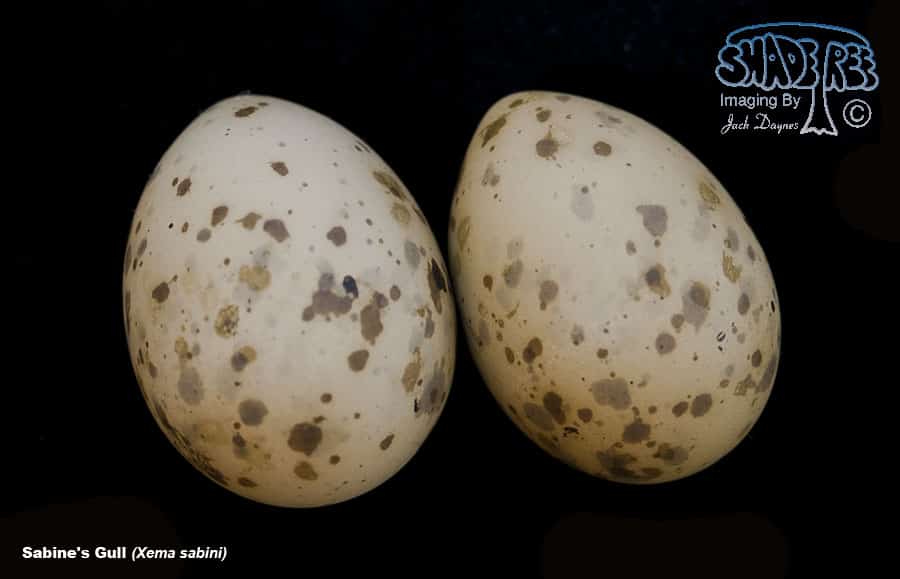 Sabine's Gull - Xema sabini