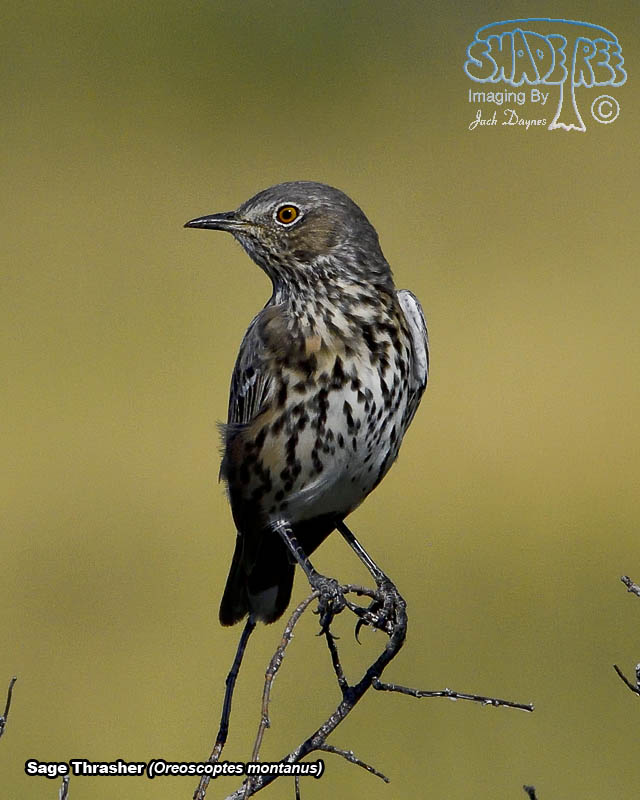 Sage Thrasher - Oreoscoptes montanus