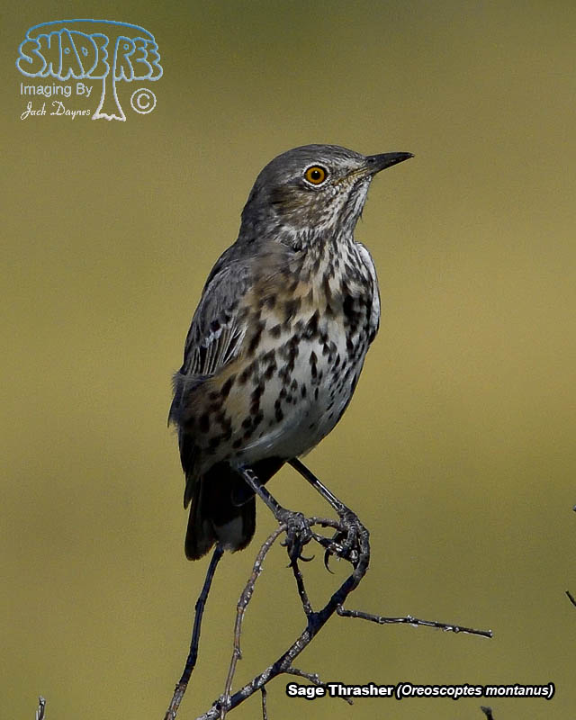 Sage Thrasher - Oreoscoptes montanus