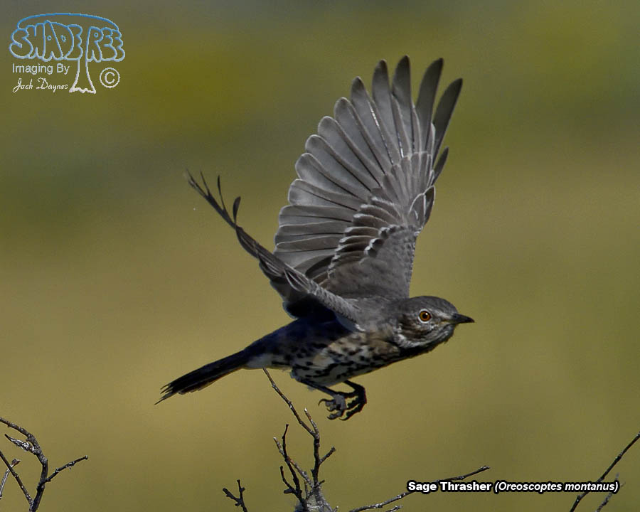 Sage Thrasher - Oreoscoptes montanus