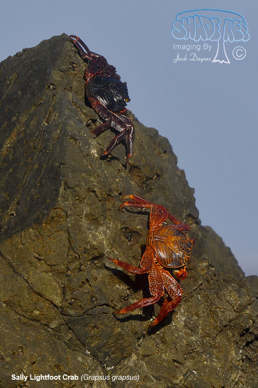 Sally Lightfoot Crab - Grapsus grapsus