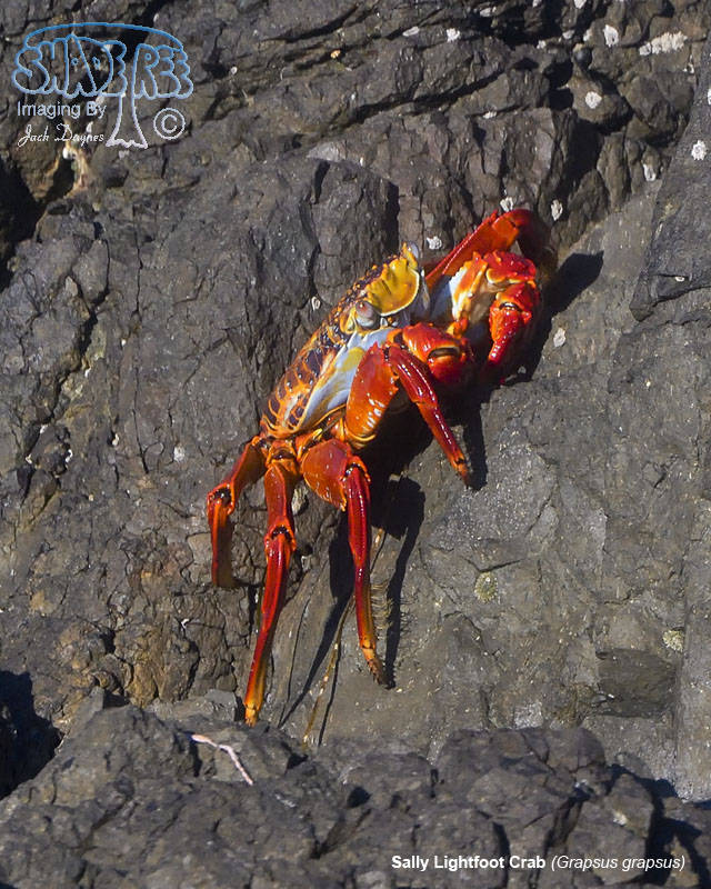 Sally Lightfoot Crab - Grapsus grapsus