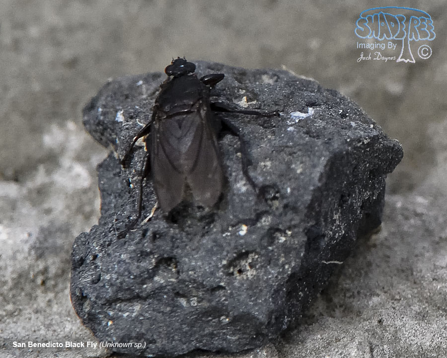 San Benedicto Black Fly - Unknown sp.