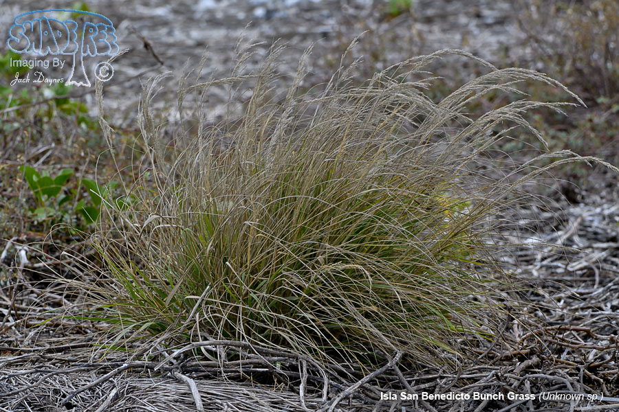 Bunch Grass - Unknown sp.