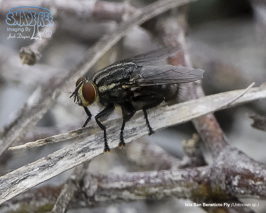 Isla San Beneticto Fly - Unknown sp.