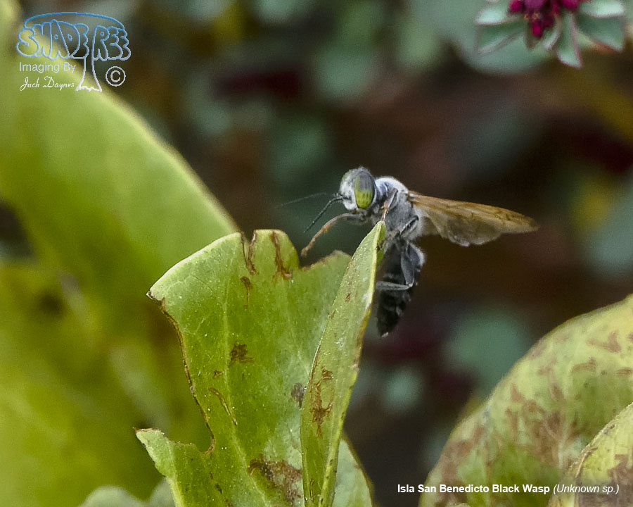 Isla San Benedicto Black Wasp - Unknown sp.