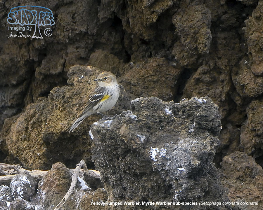 Yellow-Rumped Warbler - Setophaga coronata coronata