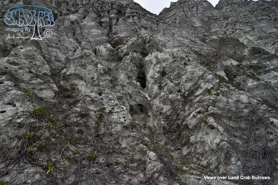 Land Crab Burrows - n/a