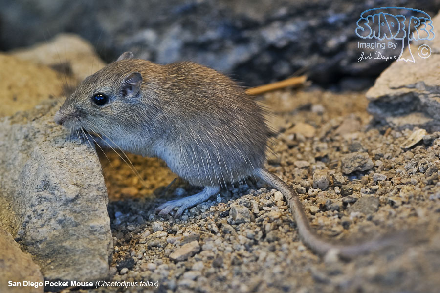 San Diego Pocket Mouse - Chaetodipus fallax