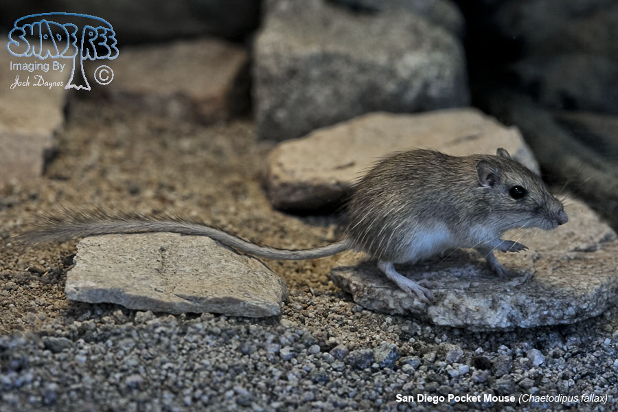 San Diego Pocket Mouse - Chaetodipus fallax