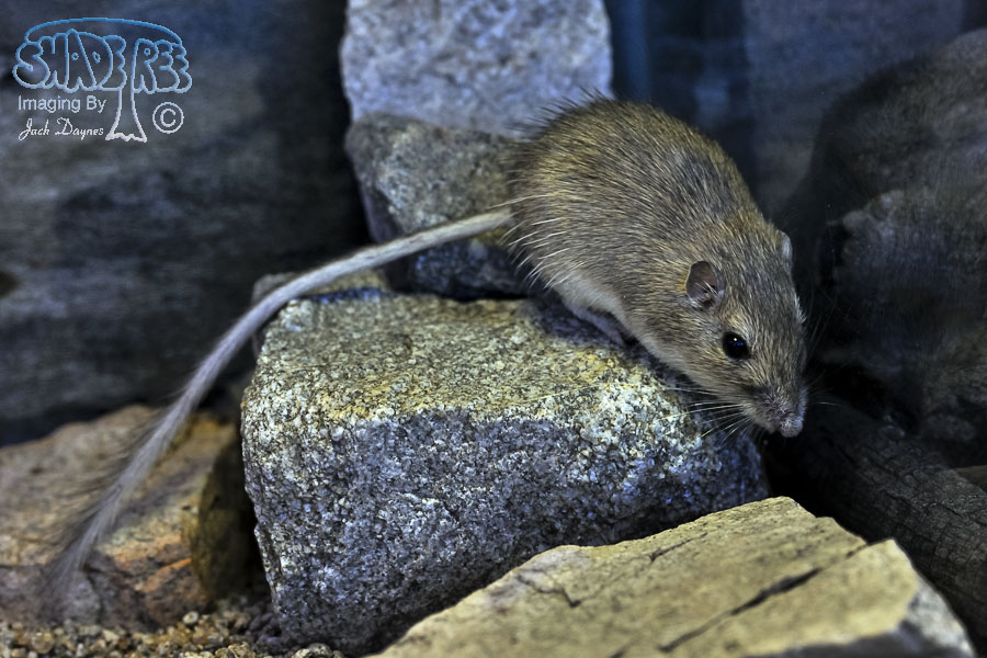 San Diego Pocket Mouse - Chaetodipus fallax