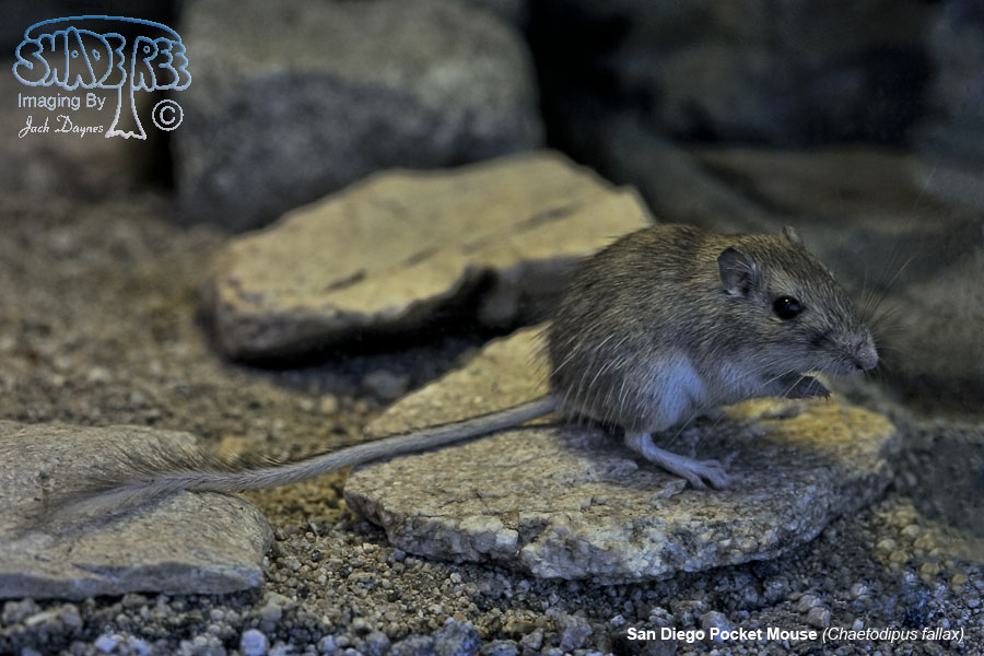 San Diego Pocket Mouse - Chaetodipus fallax