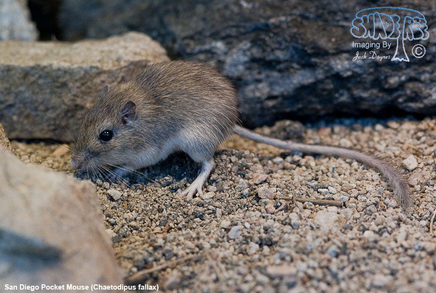 San Diego Pocket Mouse - Chaetodipus fallax