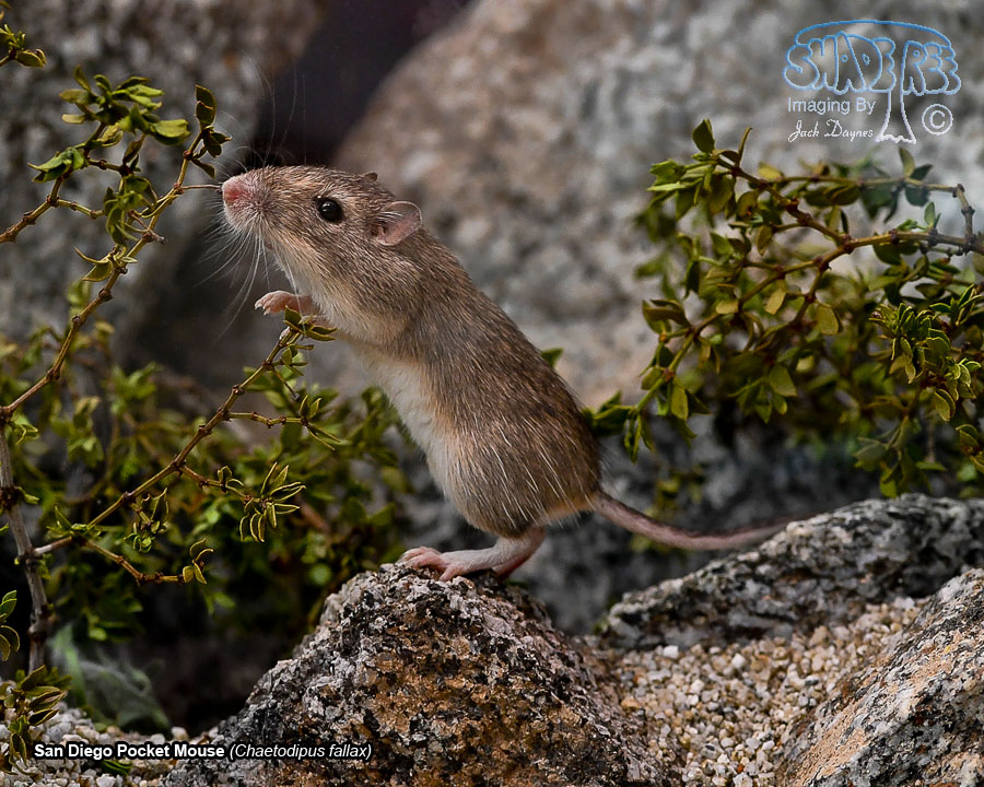 San Diego Pocket Mouse - Chaetodipus fallax