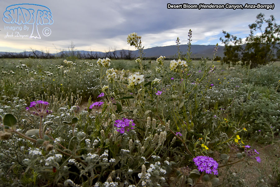 Desert Bloom - Abronia villosa