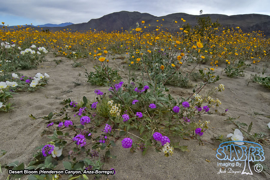 Desert Sand Verbena - Abronia villosa