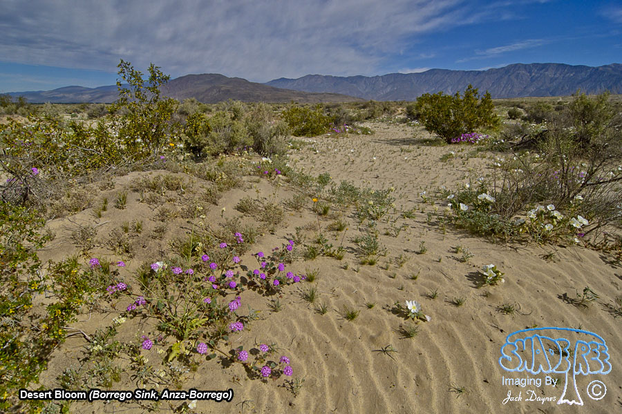 Desert Sand Verbena - Abronia villosa