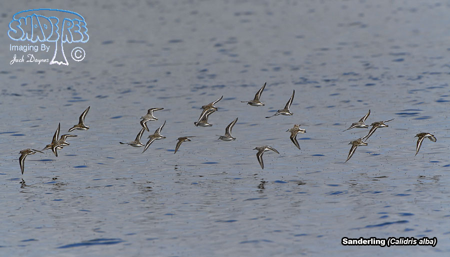 Sanderling - Calidris alba