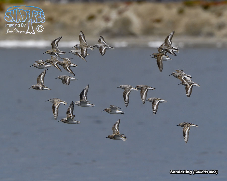 Sanderling - Calidris alba