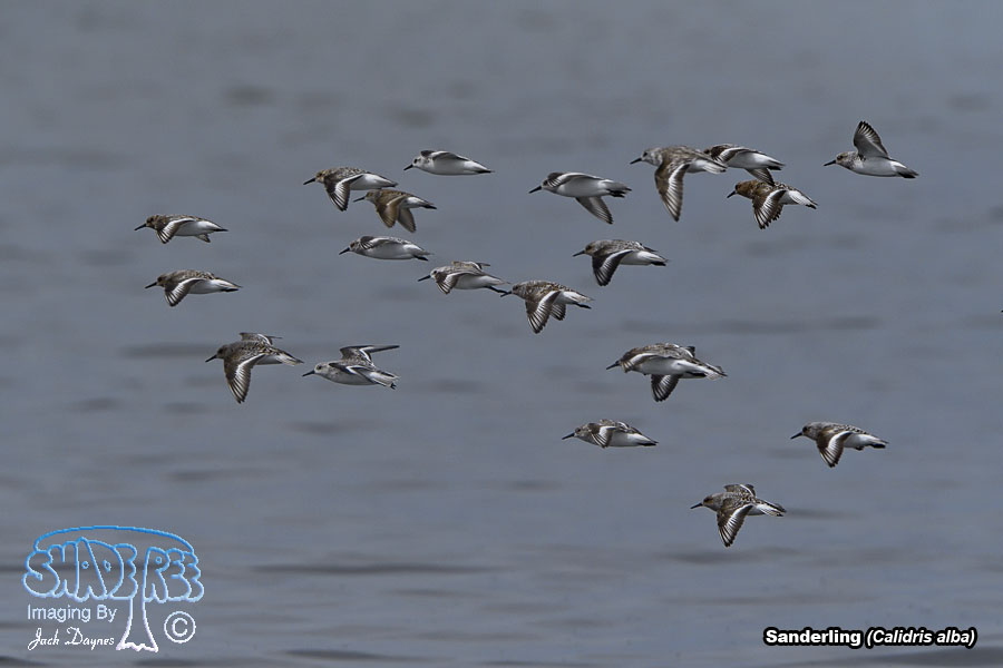 Sanderling - Calidris alba